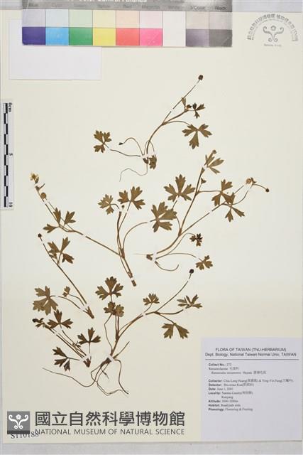 鹿場毛茛藏品圖，第1張