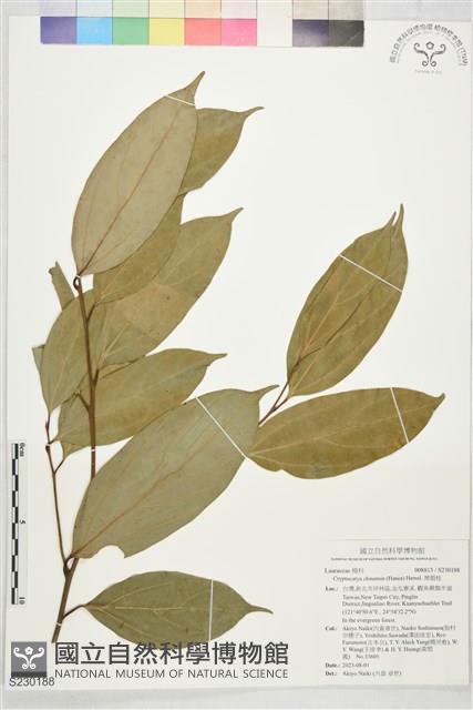厚殼桂藏品圖，第1張
