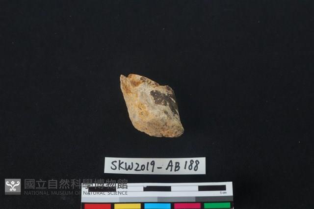 獸骨藏品圖，第1張