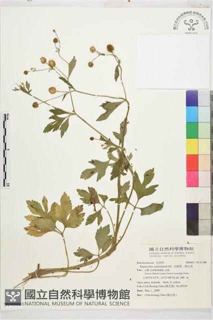 水辣菜、禺毛茛藏品圖，第1張