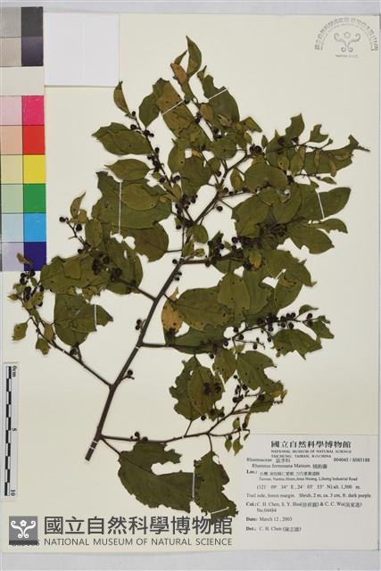 桶鉤藤藏品圖，第1張