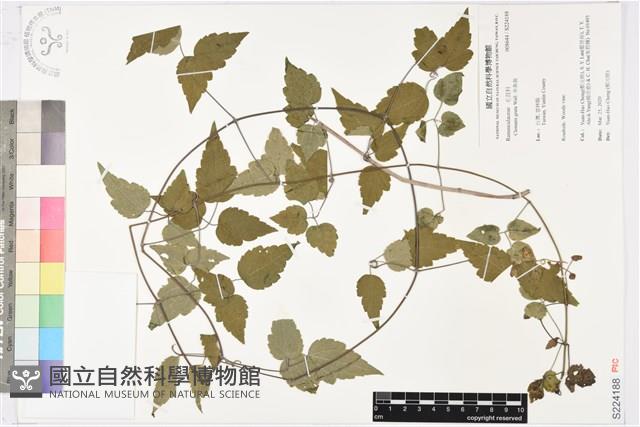 串鼻龍藏品圖，第1張