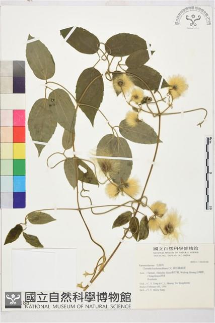 銹毛鐵線蓮藏品圖，第2張