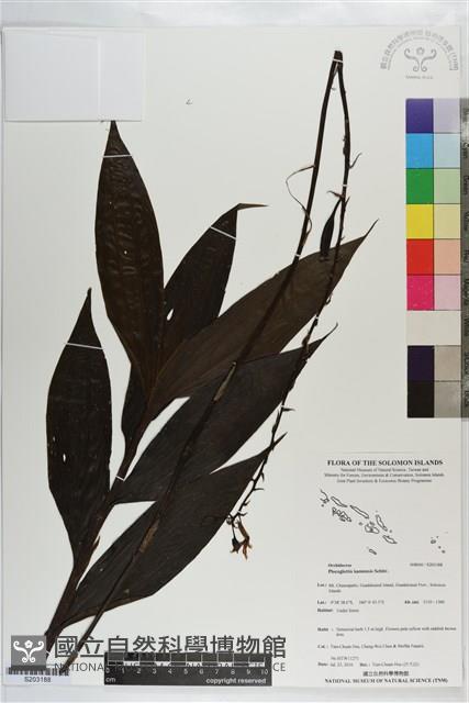 登錄號:S203188藏品圖，第1張