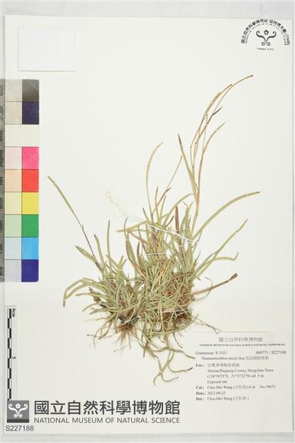 其昌假蛇尾草藏品圖，第1張