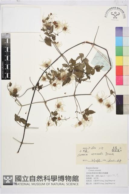 小木通藏品圖，第1張