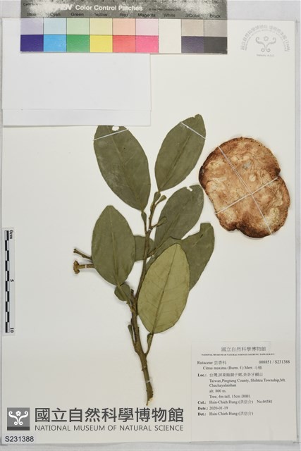 斗柚藏品圖，第1張
