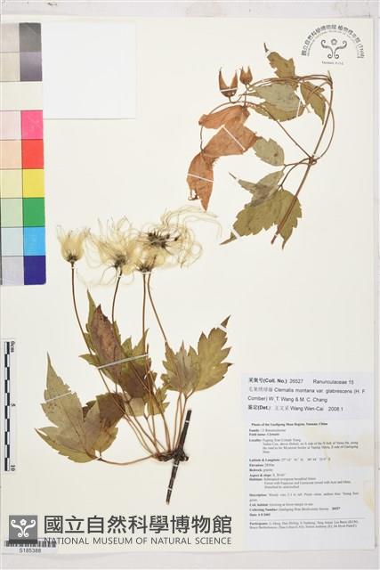 毛果繡球藤藏品圖，第1張