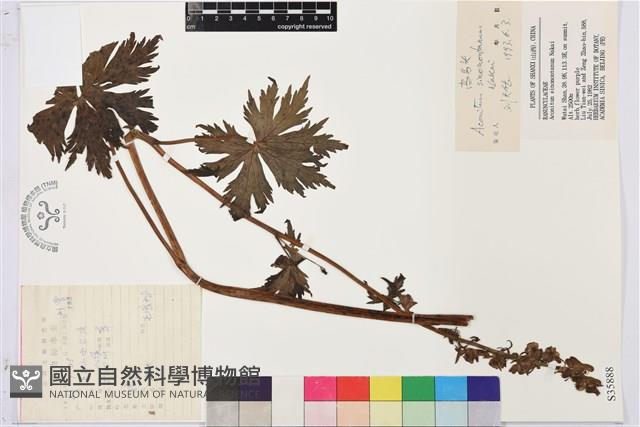 高烏頭藏品圖，第1張