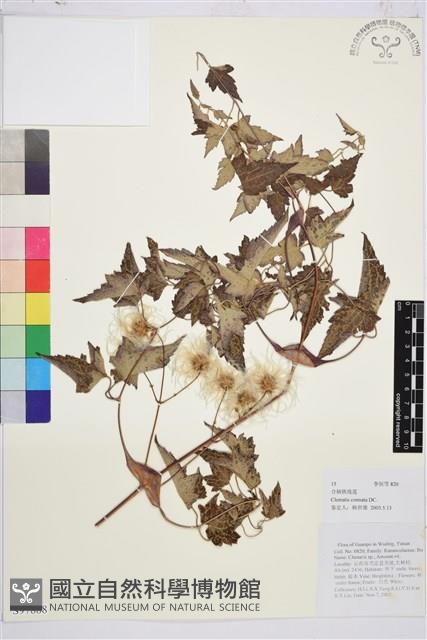 合柄鐵線蓮藏品圖，第1張