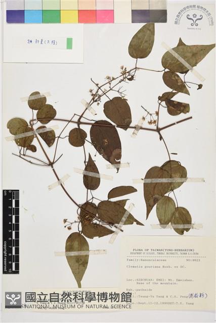 梨山小蓑衣藤藏品圖，第1張