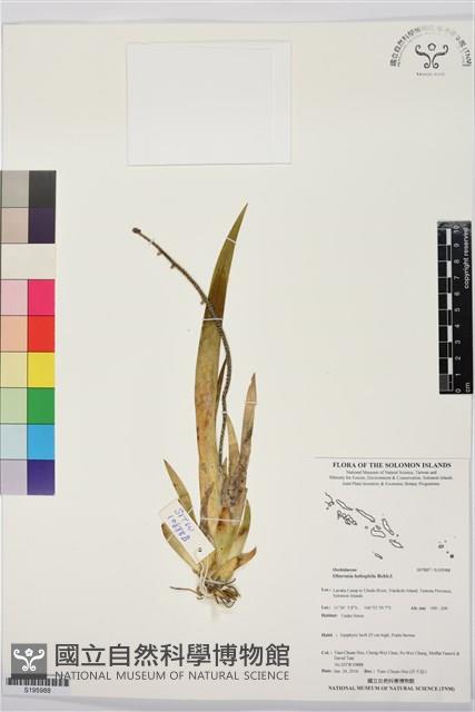 登錄號:S195988藏品圖，第1張