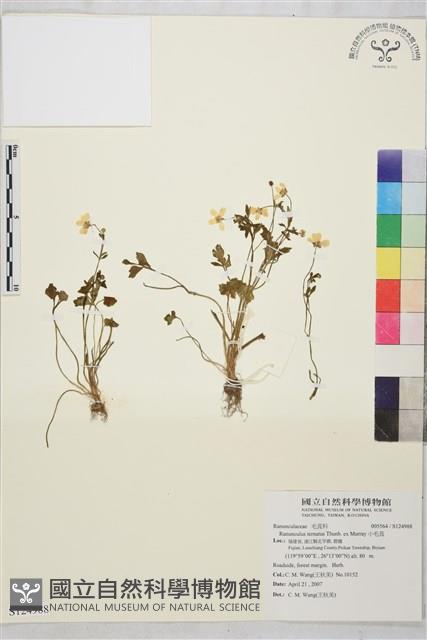 小毛茛藏品圖，第1張