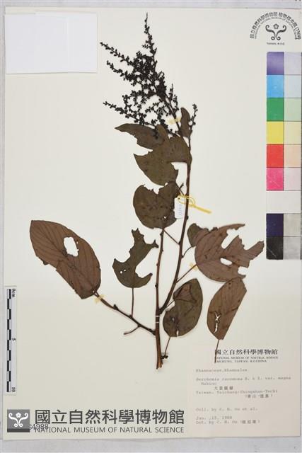 大黃鱔藤藏品圖，第1張