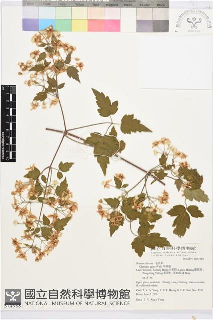 串鼻龍藏品圖，第1張