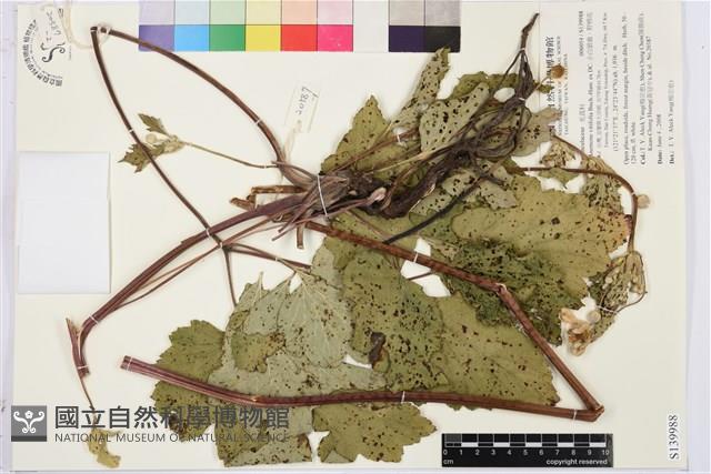 小白頭翁、野棉花藏品圖，第1張