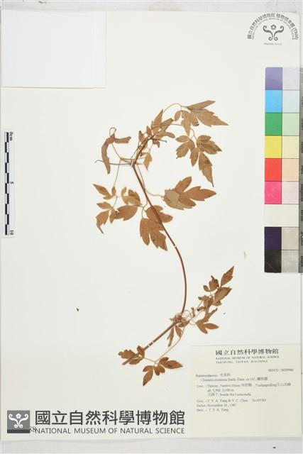 繡球藤藏品圖，第1張