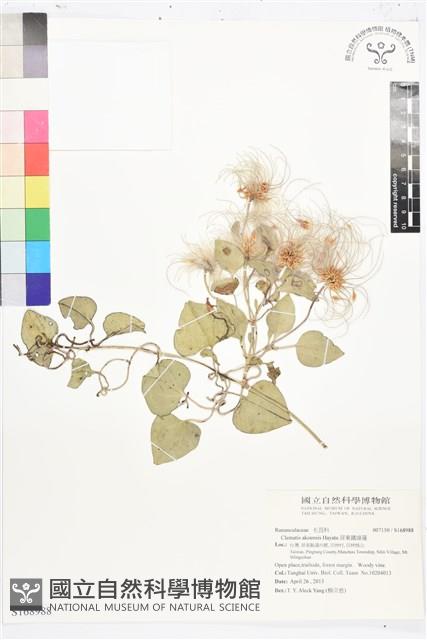 屏東鐵線蓮藏品圖，第1張