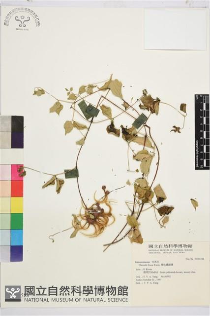 褐毛鐵線蓮藏品圖，第1張