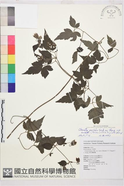 Accession Number:S076588 Collection Image