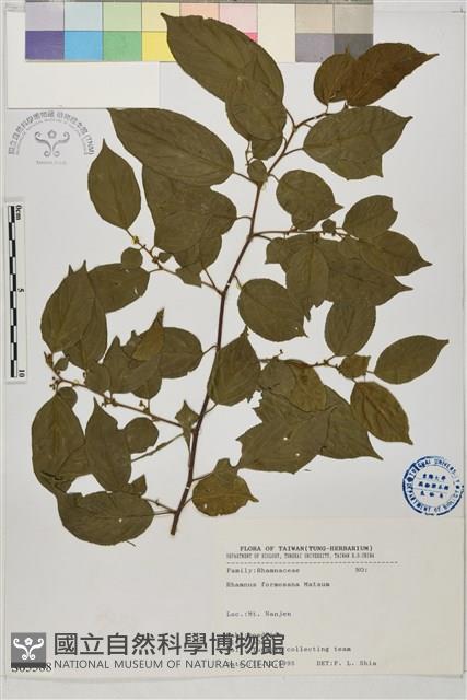 桶鉤藤藏品圖，第1張