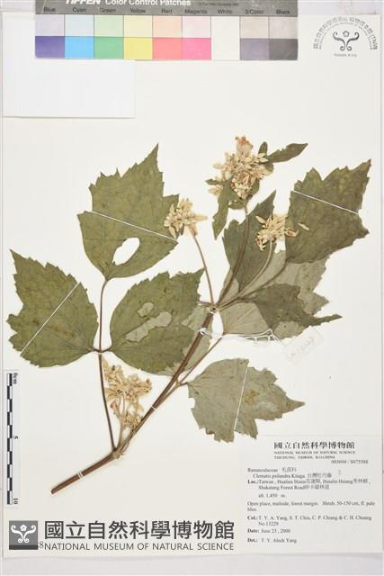 台灣牡丹藤、台灣草牡丹藏品圖，第2張