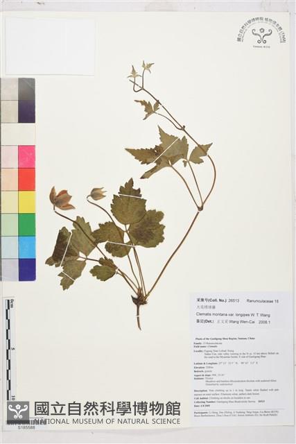 長梗繡球藤藏品圖，第1張