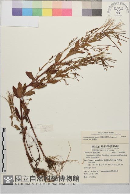 黑龍江柳葉菜藏品圖，第4張