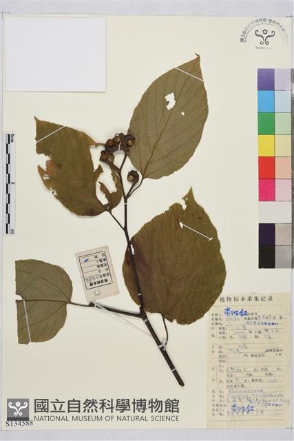 毛果枳椇藏品圖，第1張