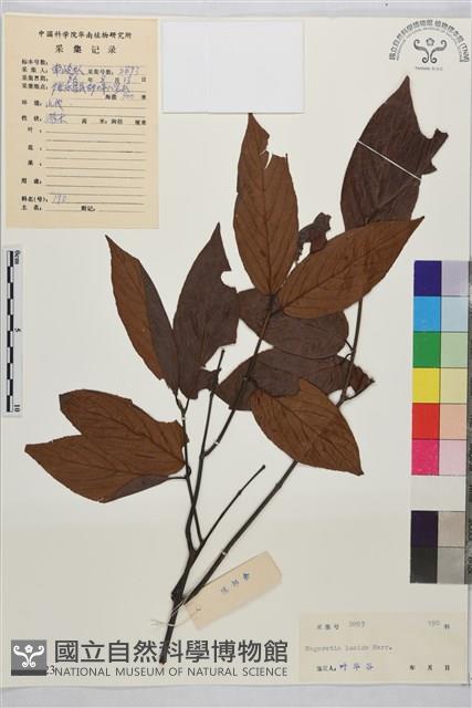 亮葉雀梅藤藏品圖，第1張