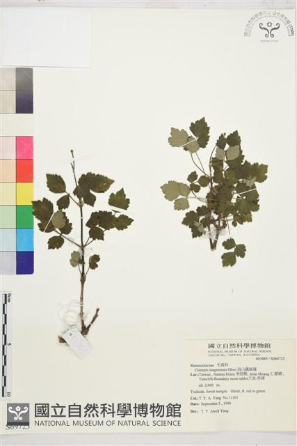 高山鐵線蓮藏品圖，第1張