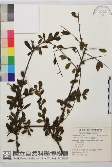 小凍綠樹藏品圖，第1張