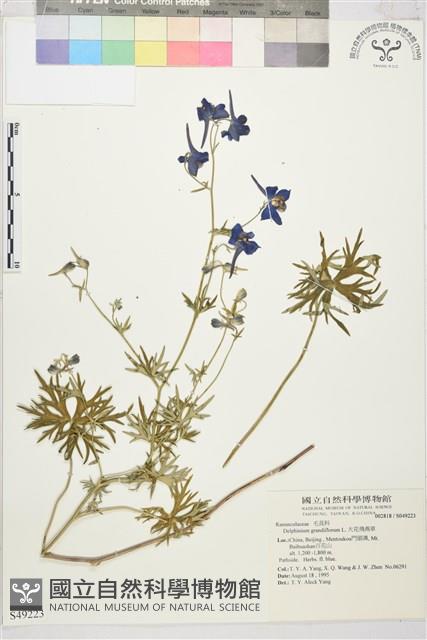 大花飛燕草藏品圖，第1張