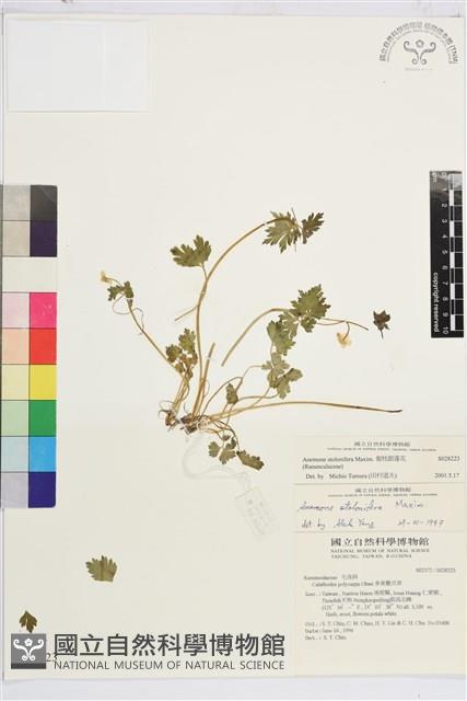 匍枝銀蓮花藏品圖，第1張