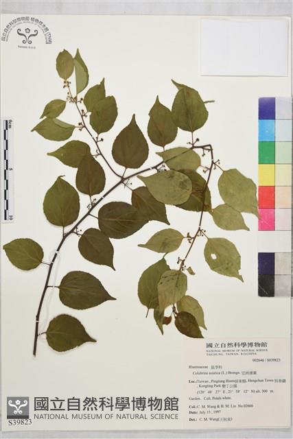 亞洲濱棗藏品圖，第2張