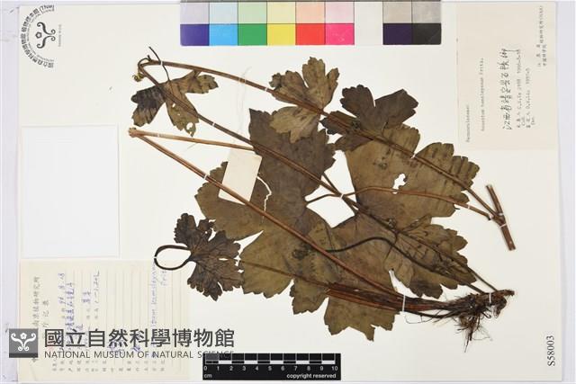 瓜葉烏頭藏品圖，第1張