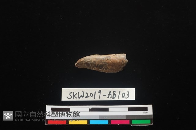 獸骨藏品圖，第1張