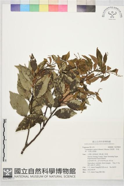 長尾栲、長尾柯、長尾尖葉櫧藏品圖，第1張