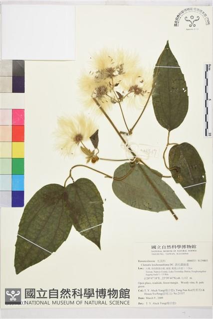 銹毛鐵線蓮藏品圖，第1張