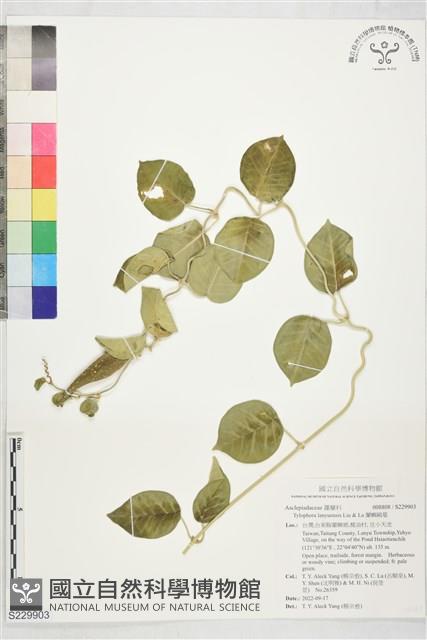 蘭嶼鷗蔓藏品圖，第1張