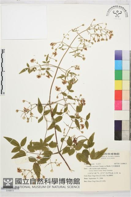 柱果鐵線蓮藏品圖，第1張