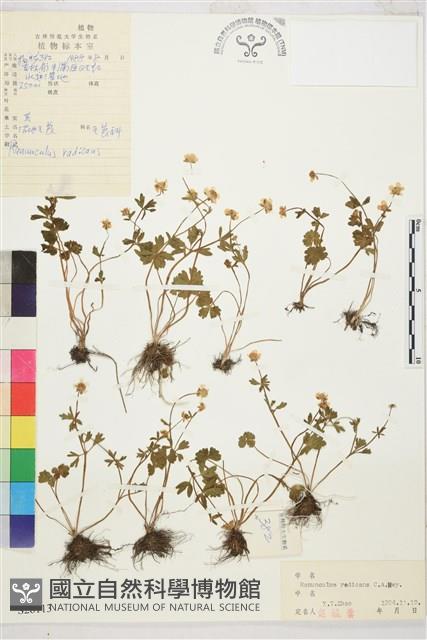 沼地毛茛藏品圖，第1張