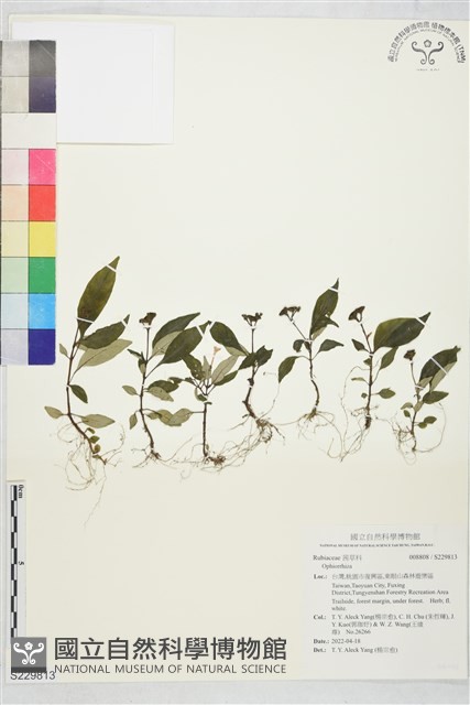 登錄號:S229813藏品圖，第1張