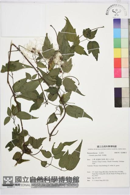 串鼻龍藏品圖，第1張