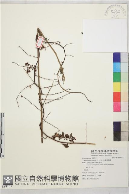 小葉黃鱔藤藏品圖，第1張