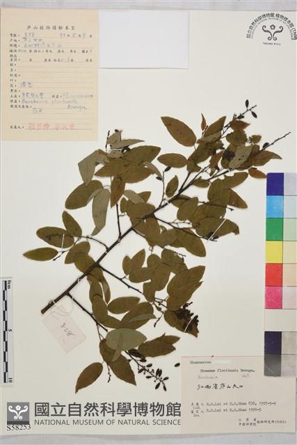 多花勾兒茶, 多花黃鱔藤藏品圖，第1張