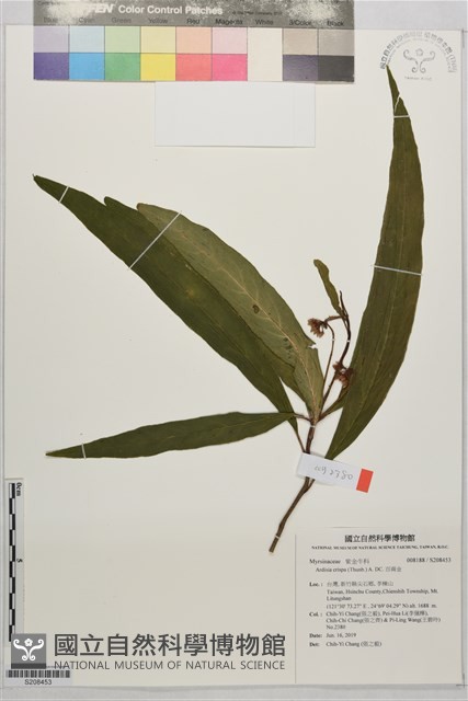 百兩金藏品圖，第1張