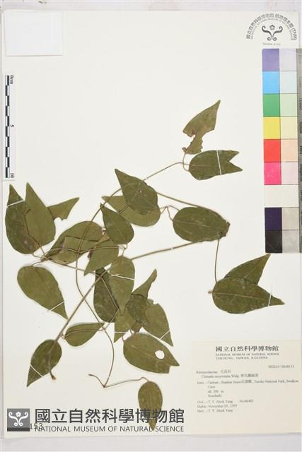 麥氏鐵線蓮藏品圖，第2張