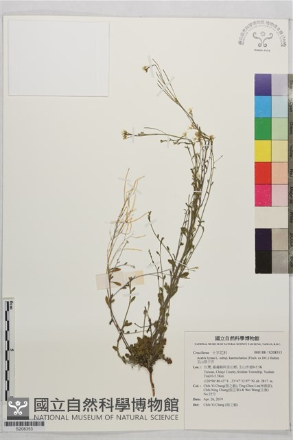玉山筷子芥藏品圖，第1張