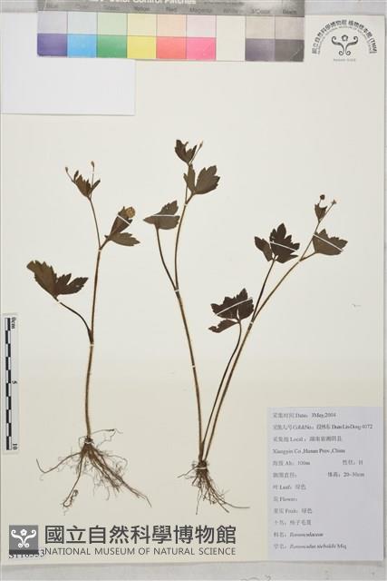 辣子草、揚子毛茛藏品圖，第1張